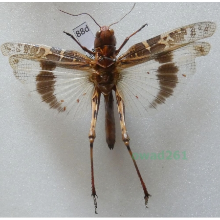 Orthoptera2 sp. Albania88d